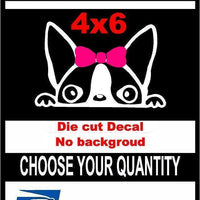 Peeking Dog Girl Boston Terrier,Vinyl Decal Sticker Car/Laptop/ Window White 6yr